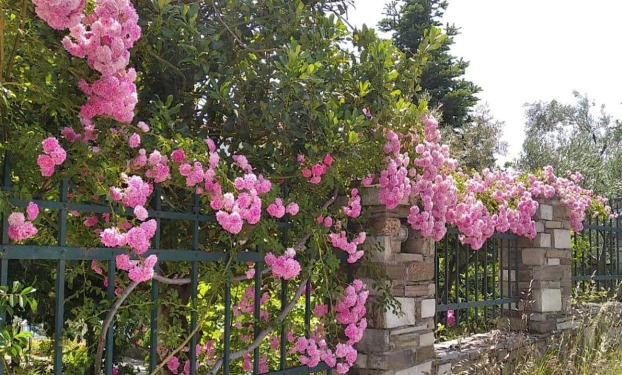 Agios Ioannis  Felitsia Apartments & Studios מראה חיצוני תמונה